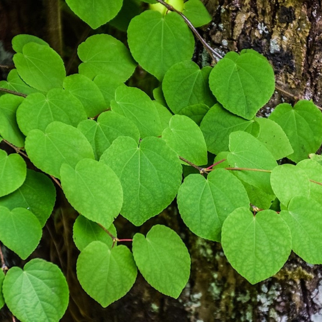 Cercidiphyllum japonicum
