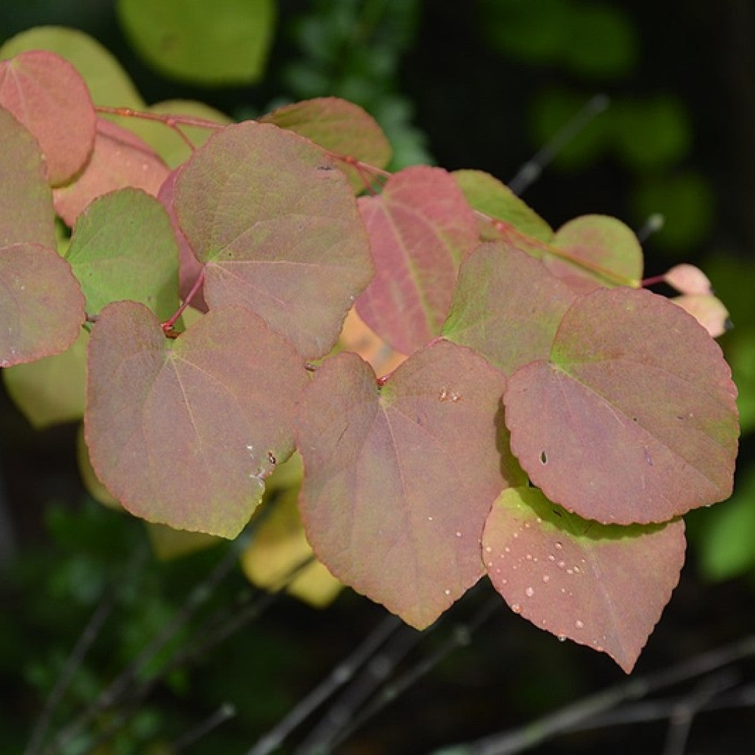 Cercidiphyllum japonicum