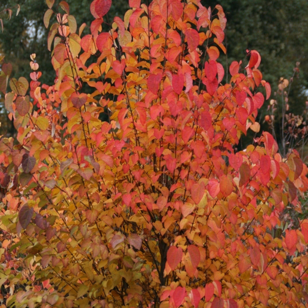 Cercidiphyllum japonicum