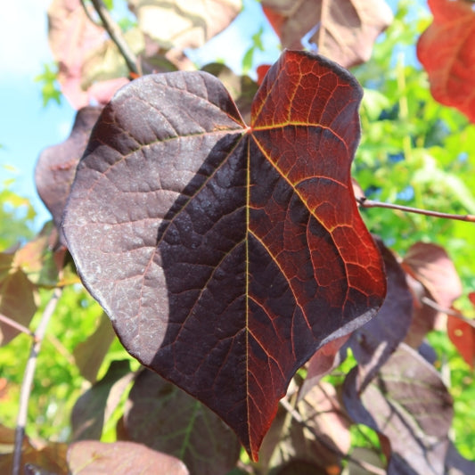 Cercis canadensis 'Ruby Falls'