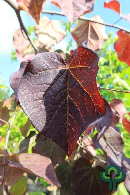 Cercis canadensis 'Ruby Falls'