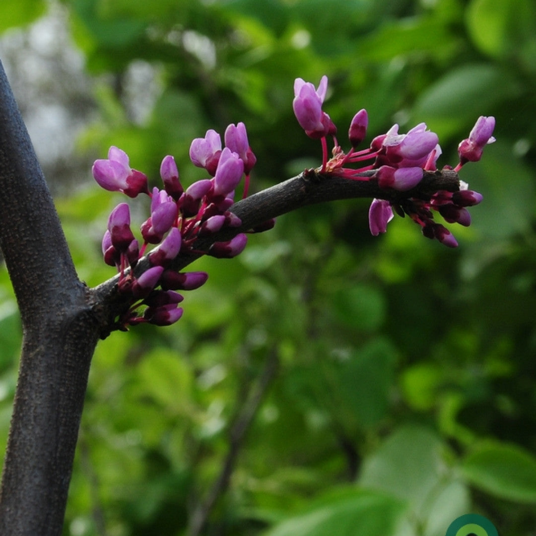 Cercis canadensis Lavender Twist