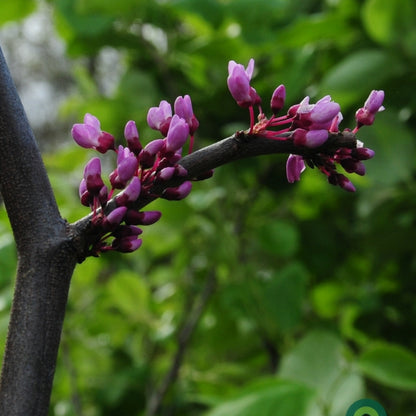 Cercis canadensis Lavender Twist
