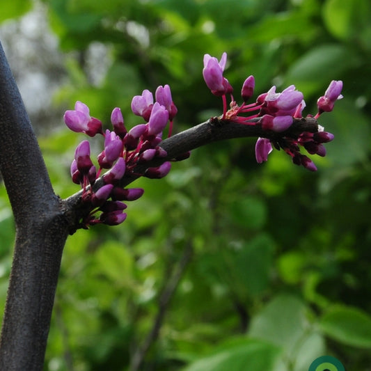 Cercis canadensis Lavender Twist