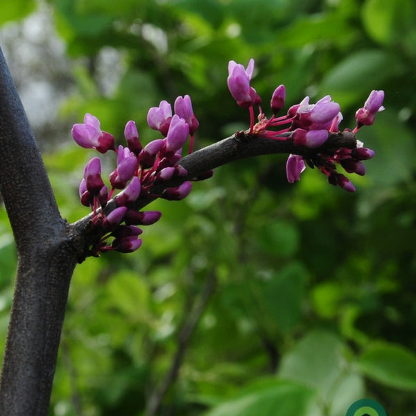 Cercis canadensis Lavender Twist