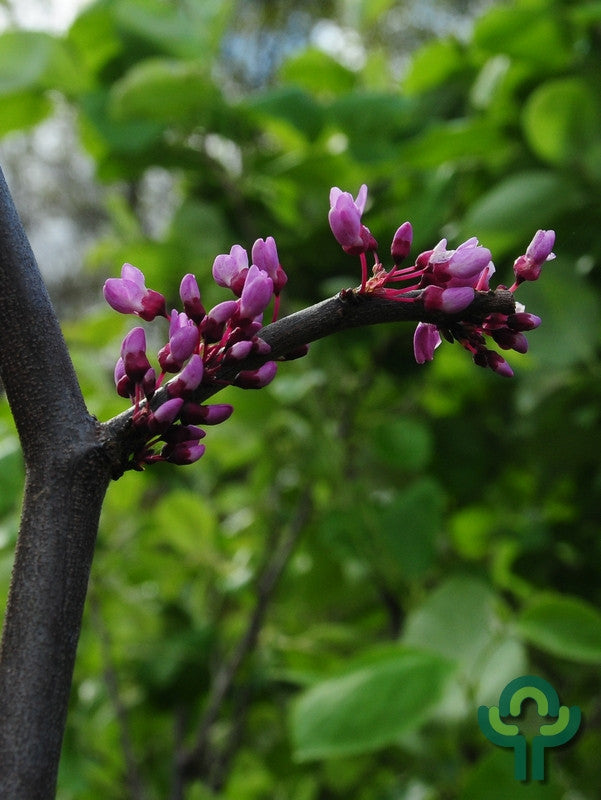 Cercis canadensis Lavender Twist
