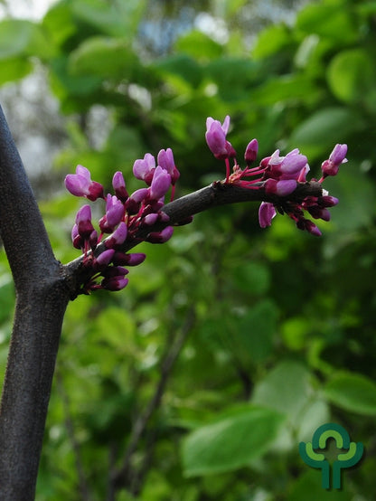 Cercis canadensis Lavender Twist