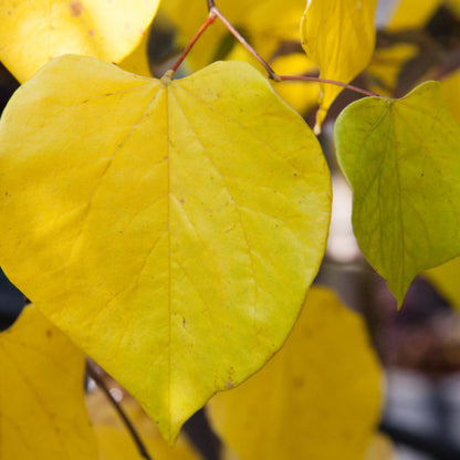 Cercis canadensis Lavender Twist