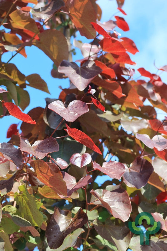Cercis canadensis 'Merlot'