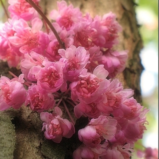 Cercis canadensis 'Pink Pom Pom'