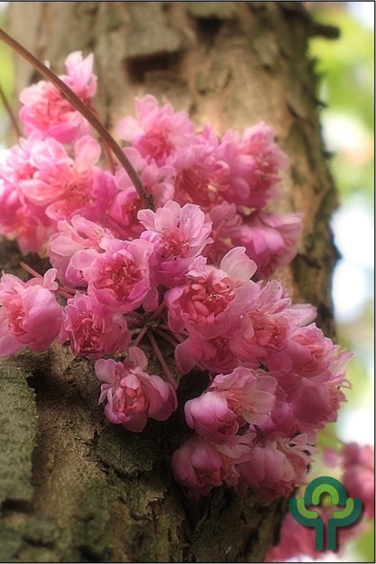 Cercis canadensis 'Pink Pom Pom'