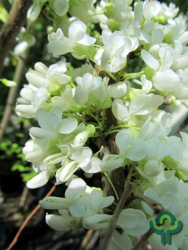 Cercis chinensis 'Shirobana'