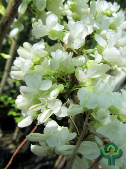 Cercis chinensis 'Shirobana'