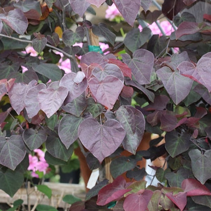 Cercis canadensis 'Forest Pansy'