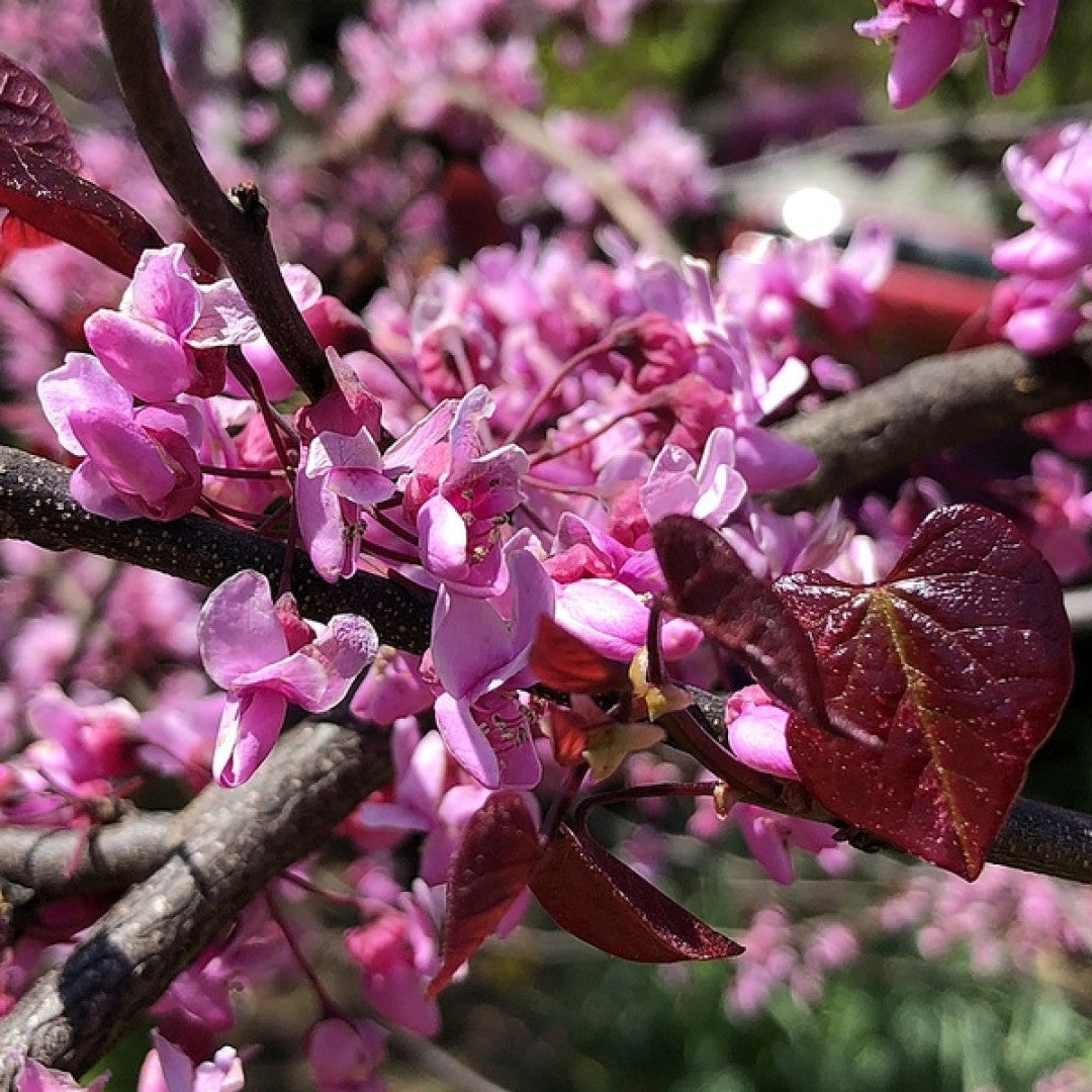 Cercis canadensis 'Forest Pansy'