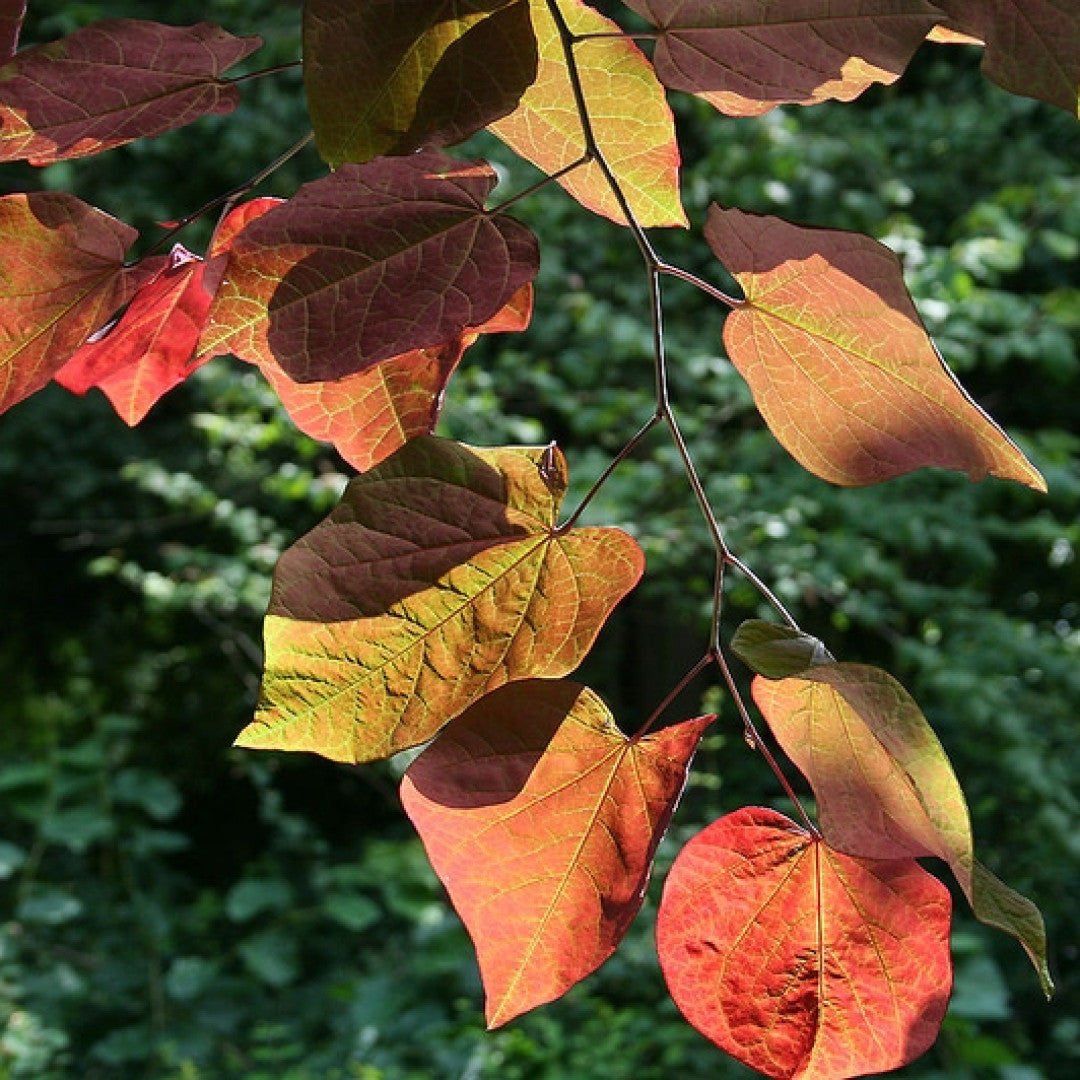 Cercis canadensis 'Forest Pansy'