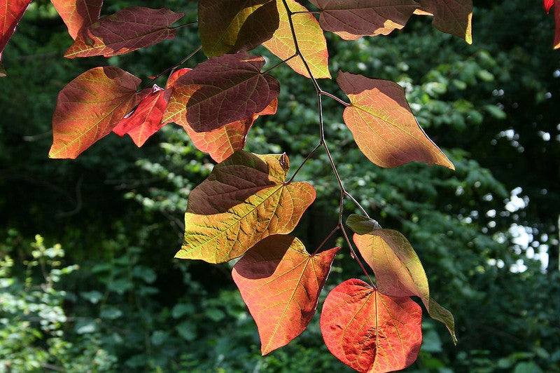 Cercis canadensis 'Forest Pansy'