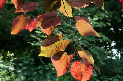 Cercis canadensis 'Forest Pansy'