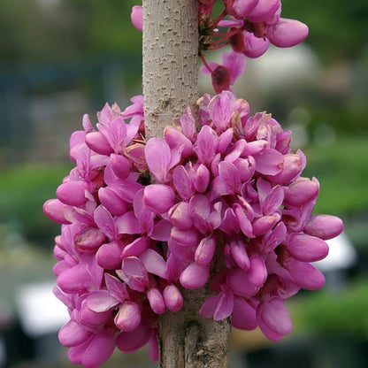 Cercis chinensis 'Avondale'