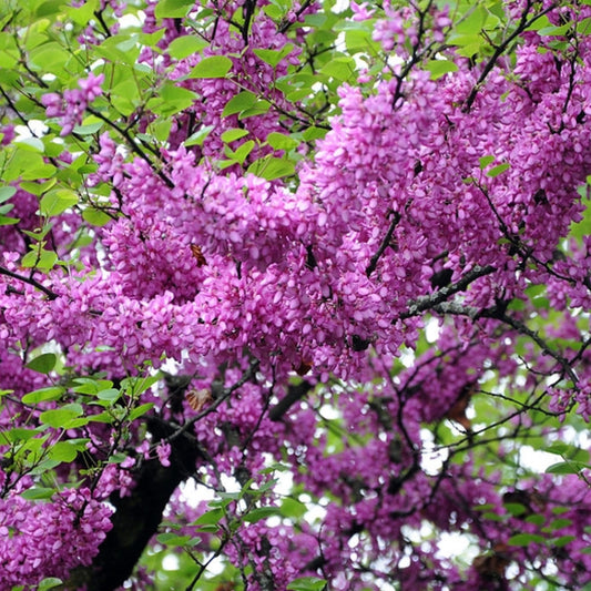Cercis siliquastrum