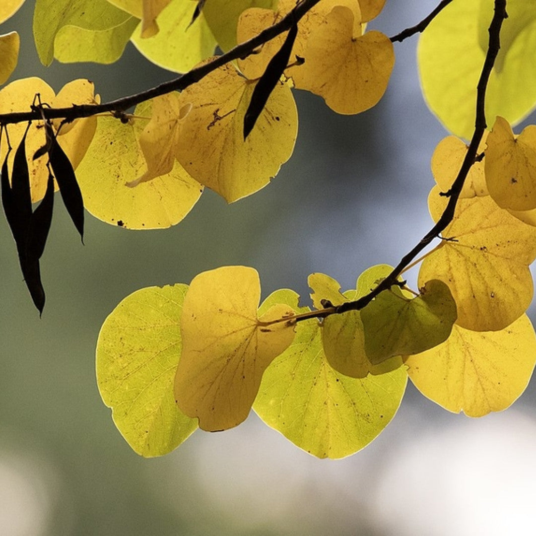 Cercis siliquastrum