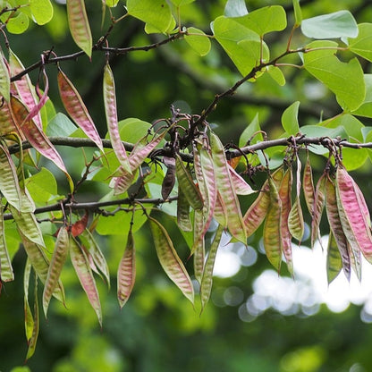 Cercis siliquastrum