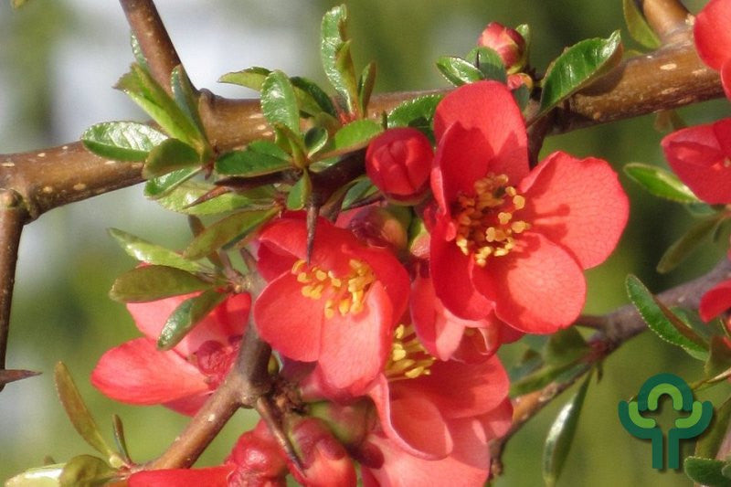 Chaenomeles japonica 'Sargentii'