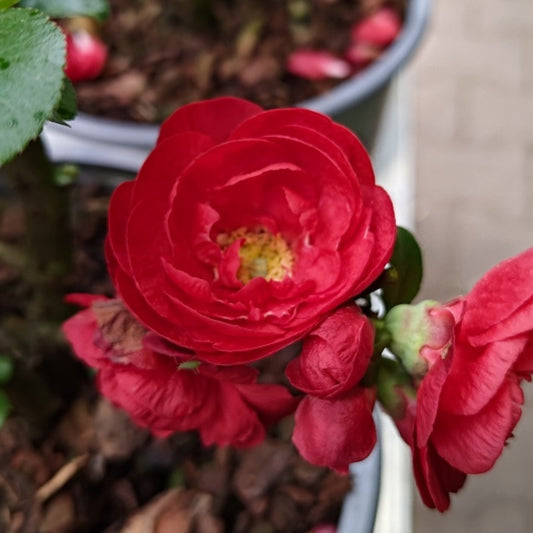 Chaenomeles speciosa Scarlet Storm