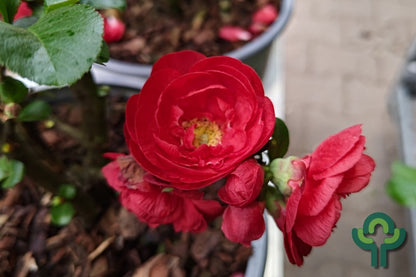 Chaenomeles speciosa Scarlet Storm