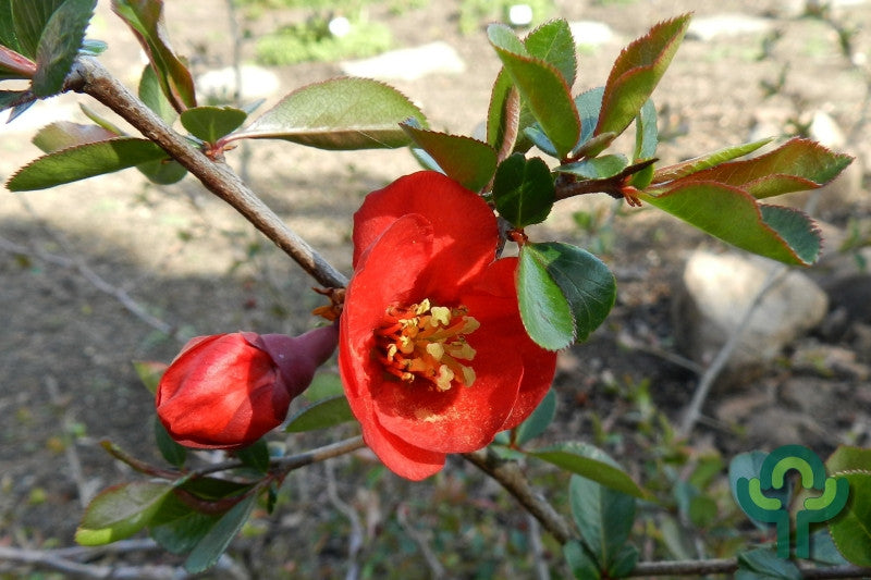 Chaenomeles superba 'Fire Dance'
