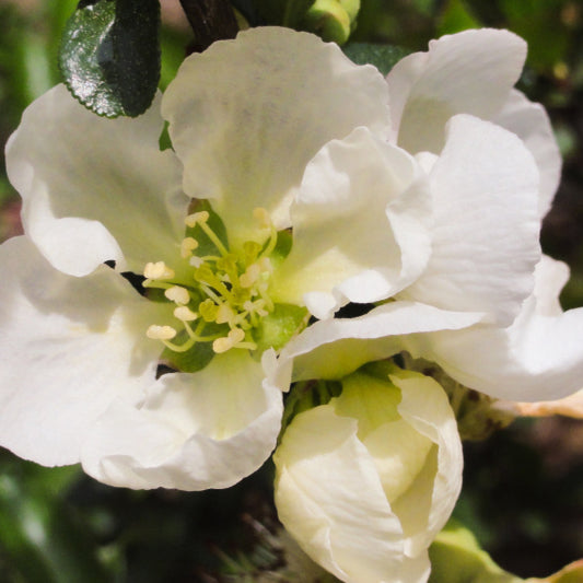 Chaenomeles superba 'Jet Trail'