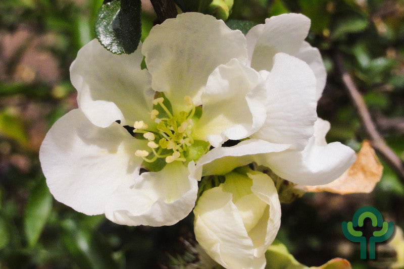 Chaenomeles superba 'Jet Trail'