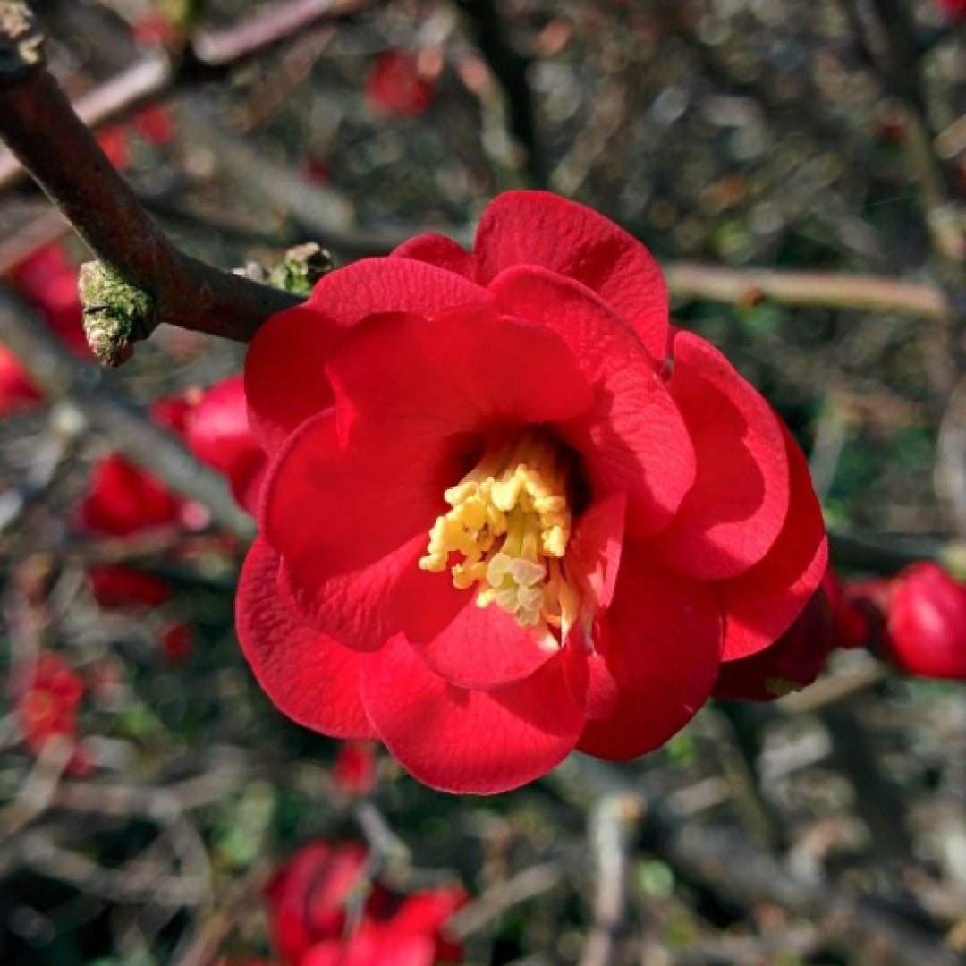 Chaenomeles superba 'Texas Scarlet'