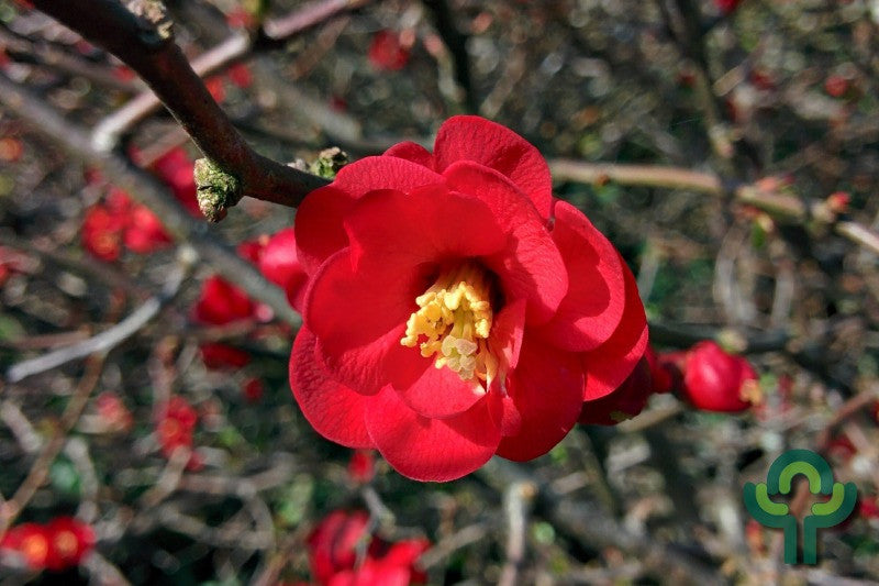 Chaenomeles superba 'Texas Scarlet'