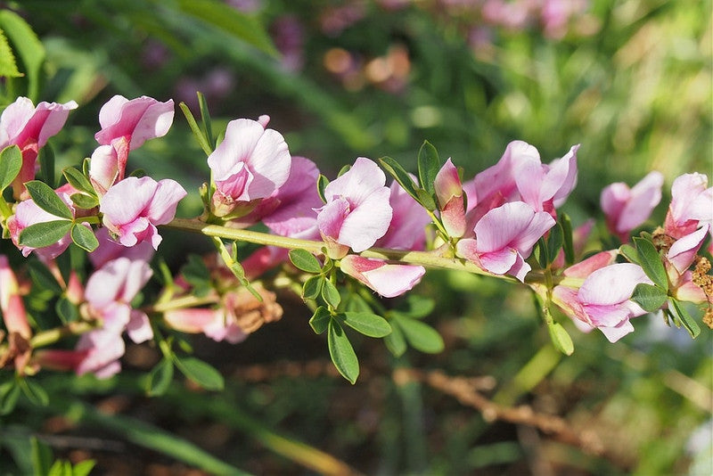 Chamaecytisus purpureus