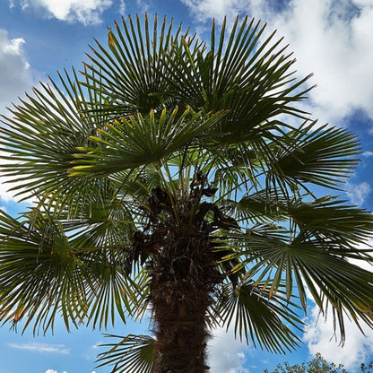 Chamaerops excelsa