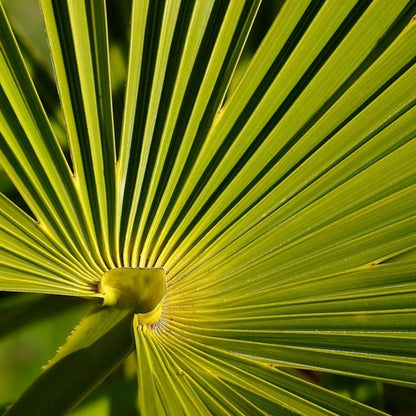 Chamaerops excelsa