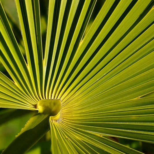 Chamaerops excelsa