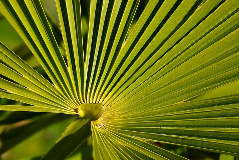 Chamaerops excelsa
