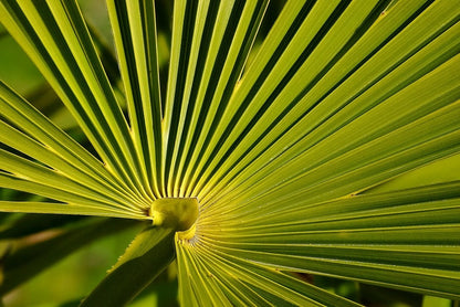 Chamaerops excelsa