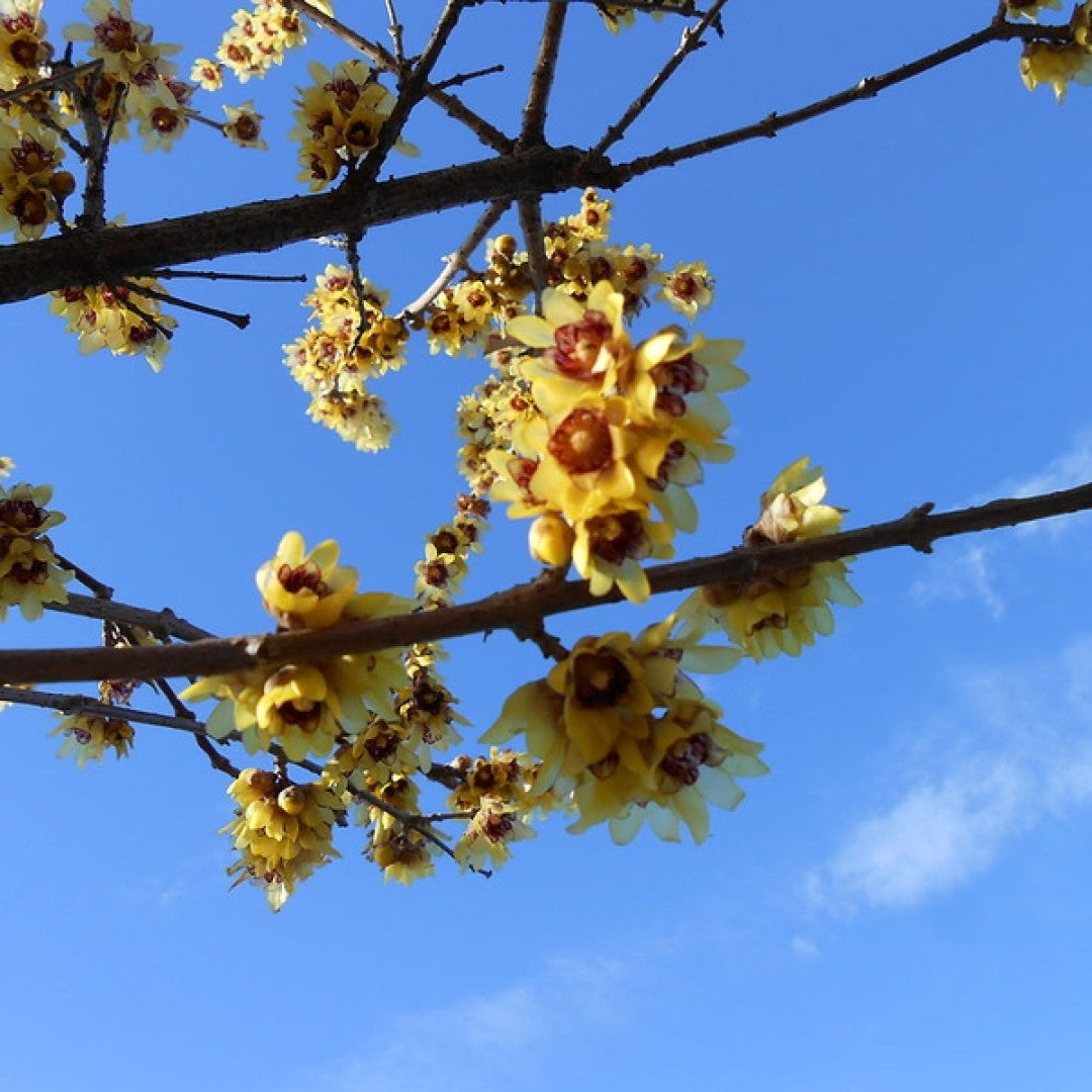 Chimonanthus praecox