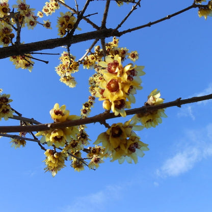 Chimonanthus praecox