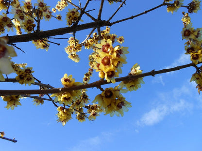 Chimonanthus praecox