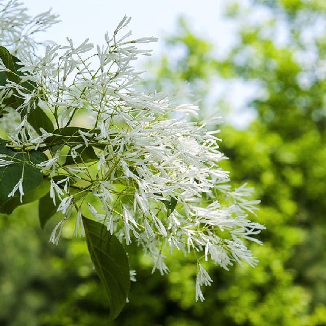 Chionanthus retusus