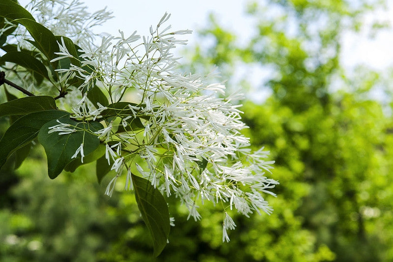 Chionanthus retusus