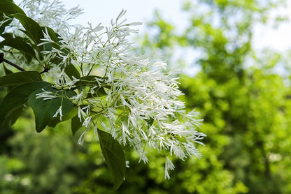 Chionanthus retusus