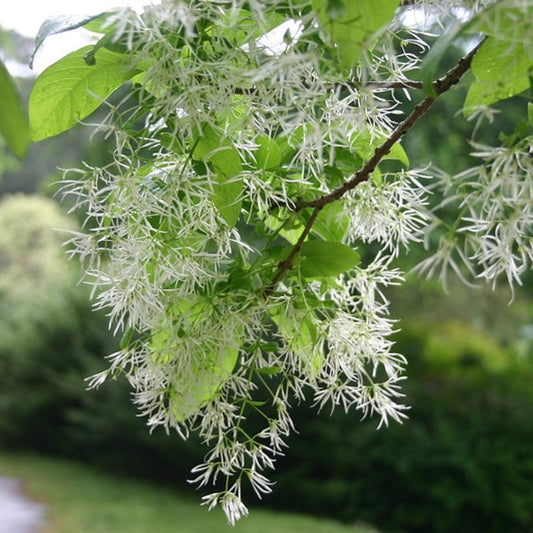 Chionanthus virginicus