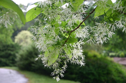 Chionanthus virginicus