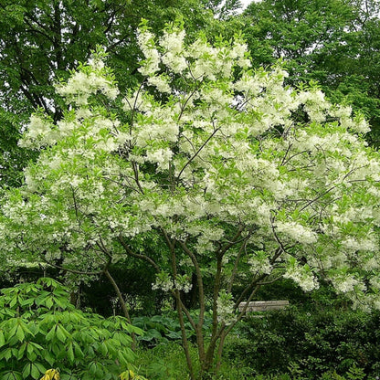 Chionanthus virginicus