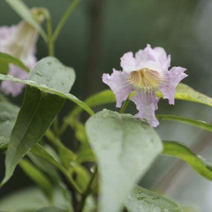 Chitalpa tashkentensis Summer Bells